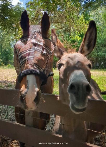 A brown horse on the left wearing a fly mask and a gray and white donkey on the right. They're looking at the camera almost as if they're smiling.