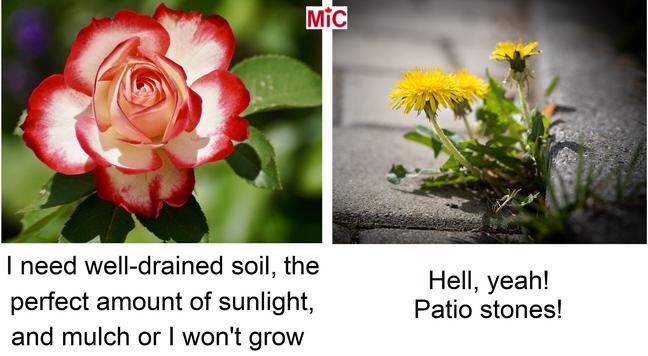 Picture of a rose - "I need well-drained sol, the perfect amount of sunlight, and mulch or  won't grow."
Picture of dandelion growing in crack of cement - "Hell, yeah!  Patio stones!"