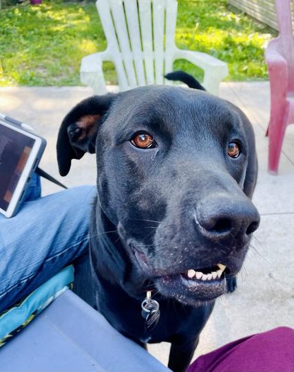 Happy labradane outside on the patio beside us at the swing, looking just off to his left of the camera with his mouth slightly open in a relaxed manner.