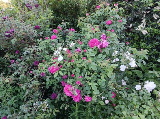 Buntes Rosengebüsch, von weiß über pink nach tief dunkelrot, alles durcheinander