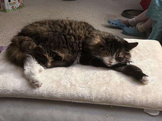 A floofy Torby cat, firmly and contentedly asleep on a footstool.