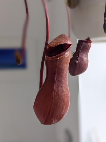 Close up photo of a nepenthes pitcher.  The pitcher is red and the pitcher lid has slightly opened