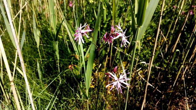Delicate fronded pink flowers in amongst the reeds