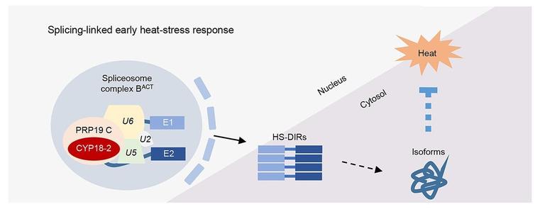 Illustration of the splicing-linked early heat response and the interrelationship between the spliceosome complex B(ACT) and HS-DIRs across the nuclear-cytosol boundary to facilitate thermotolerance.