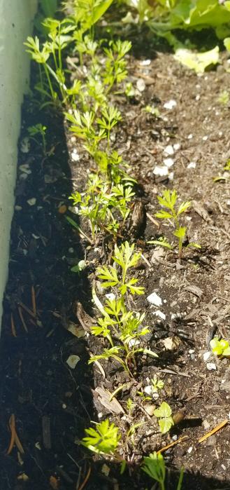 Baby carrot plants in my food garden bathtub.