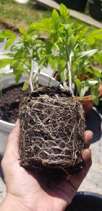 Root systems on my soleil tomato plants.