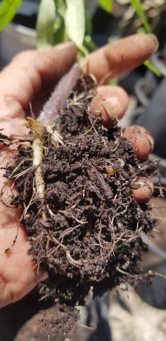Root systems on my soleil tomato plants.