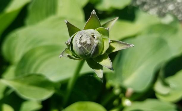 Hostas flower bud, slowly blooming.