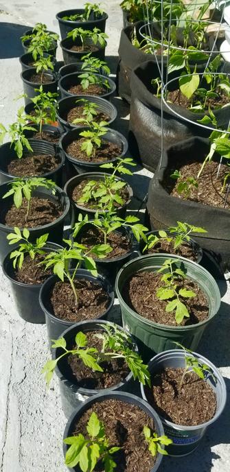 Newly transplanted Soleil cherry tomato plants in larger pots.