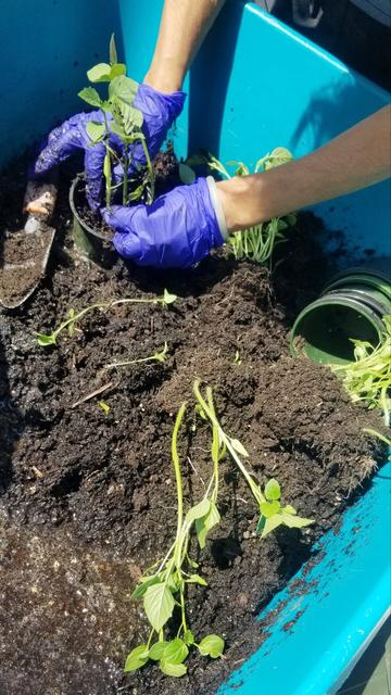 Transplanting purple tomatillo plants in wheelbarrow.