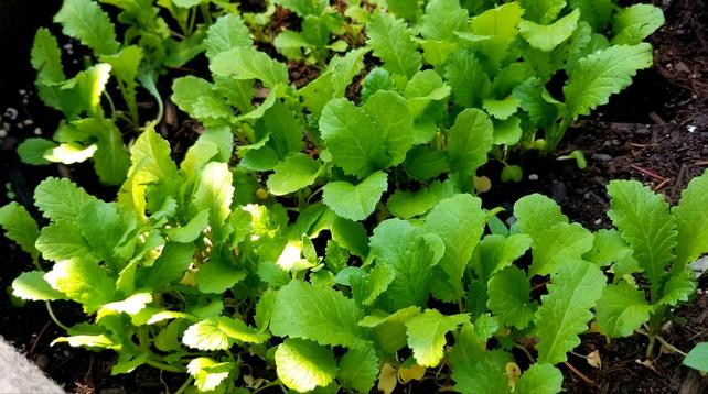 My gai choi plant babies.