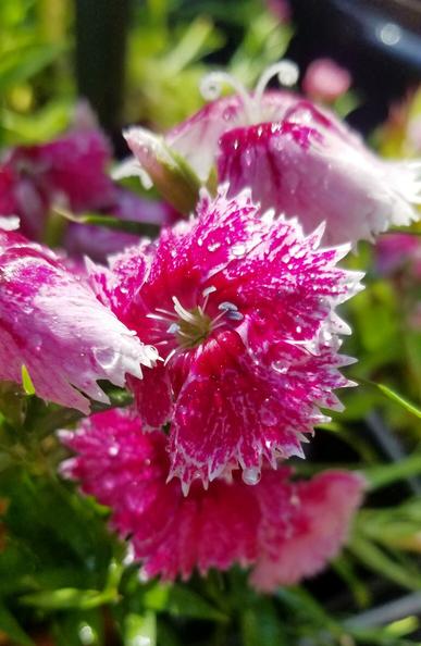 Dianthus Chinensis aka #RainbowPink aka China Pink flowers.