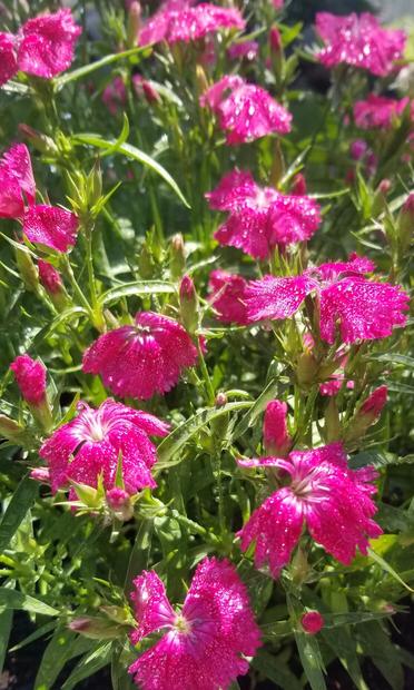 Dianthus Chinensis aka #RainbowPink aka China Pink flowers.