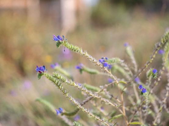 Close-up of blue-purple wildflowers