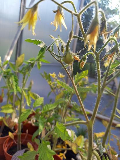 A tiny, less than 1cm, green tomato on a plant. There are yellow flowers on the plant too.