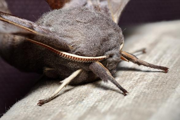 Portrait of a Poplar Hawk Moth