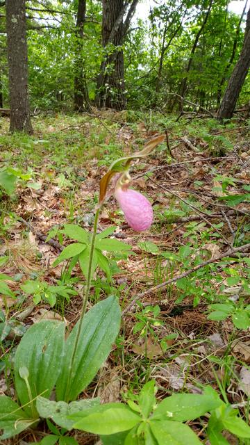 Pale pink ladyslipper in a pine forest.