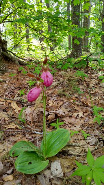 Dark pink double ladyslipper in a pine forest.