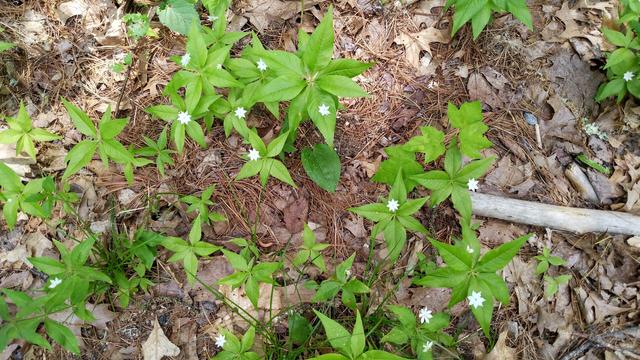 White trillium flowers on a pine forest floor.