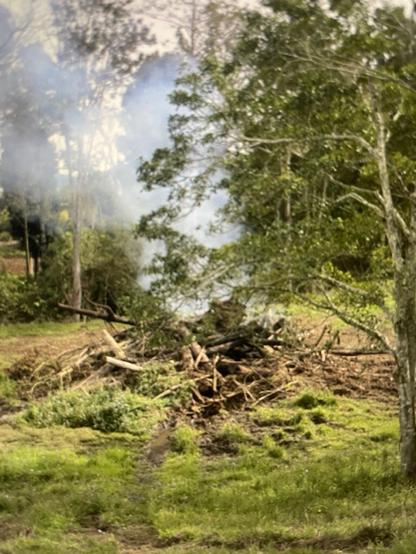 Pile burning, Bellingen