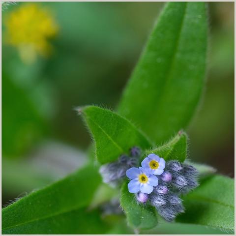eine kleine gelbe unscharfe Blüte im Hintergrund und blühendes Vergissmeinnicht vorne rechts