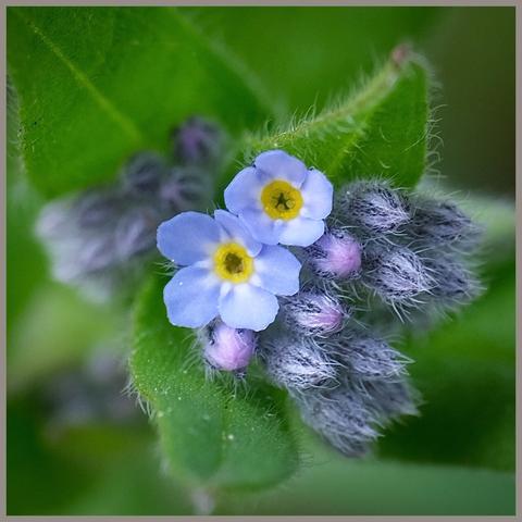 Nahaufnahme von Blüten und Knospen von Vergissmeinnicht