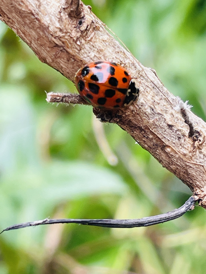 Marienkäfer auf einem alten Stück Holz.