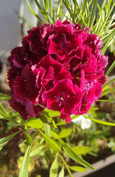 Rote Bartnelke im Blumenkasten, Nahaufnahme