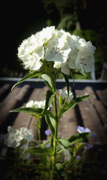 Weiße Bartnelke im Blumenkasten, Nahaufnahme