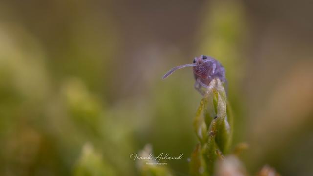 A photograph of a vivid purple globular springtail crouched at the top of a piece of moss