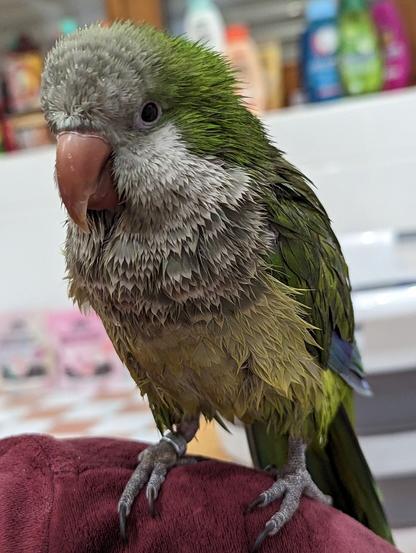 Wet monk parakeet sitting on human shoulder that wears a red pullover. The lower half is wet, the upper is more dry