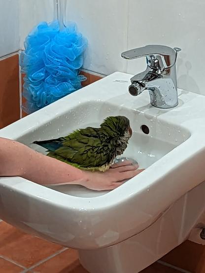 Wet monk parakeet sitting on human shoulder that wears a red pullover. The lower half is wet, the upper is more dry