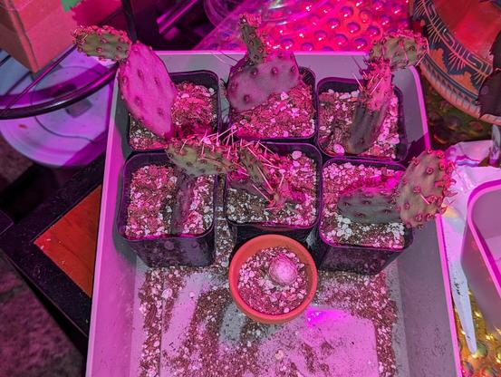6 purple Prickly Pear cacti, still in nursery pots. There is also a little cactus seedling in a tiny little pot.