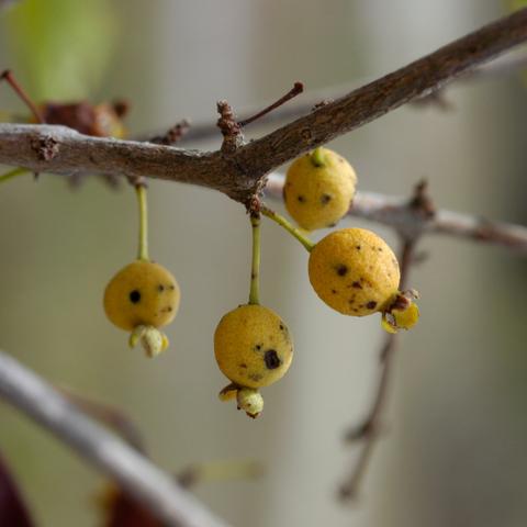 Small yellow fruits with dark spots on bare branchlets of Eugenia cf. protenta