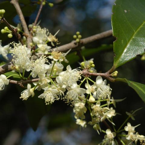 Abundant small flowers of Eugenia cf. protenta with white, rounded sepals, white petals and numerous white stamens an a branchlet with two dark green leaf bases