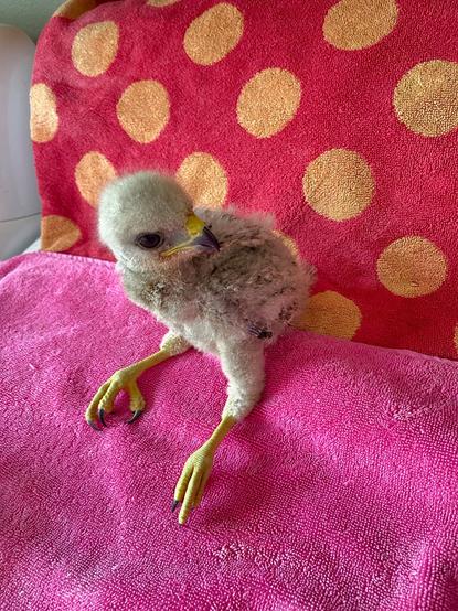 A full bodied view of a rescued and still fuzzy red shouldered hawket siting on a towel before being fed.