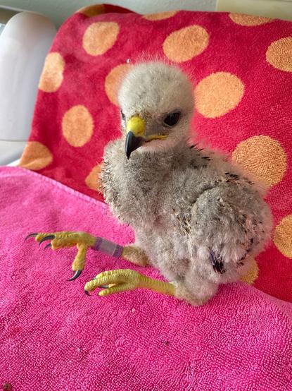 A full bodied view of a rescued and still fuzzy red shouldered hawklet siting on a towel after being fed. Hawklet has a large protruding crop bulge after eating 4 mice.