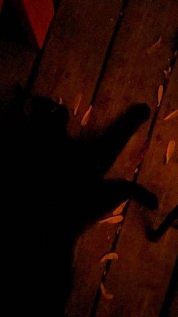 Black cat laying on a deck.