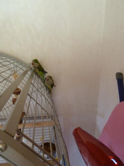 two monk parakeets sitting on top of their cage, cage is standing at the wall. About a meter away from them, one can see the front of a hairdryer. There's also a bit of an ironing board visible.