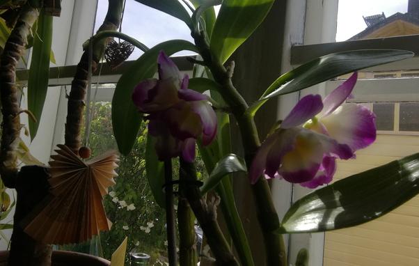 A close up of a lilac-white orchid against a window. Also a paper angel, that is folded of a page of an old book.