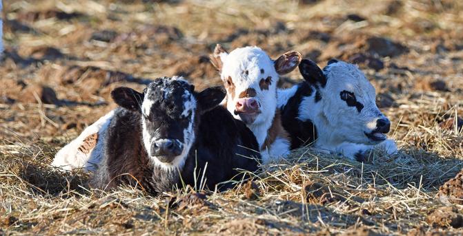 Three longhorn calves lay in the hay  soaking up the sunshine on a cool spring morning