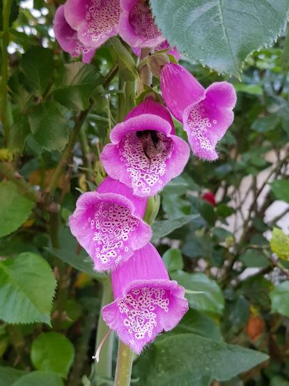 A bee butt peeking out of a pink foxglove blossom