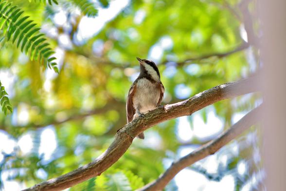 A chestnut-backed chickadee — a small songbird with white breast, black-and-white face, and brown back and wings — perches in a tree and looks around before taking a turn at a feeder.