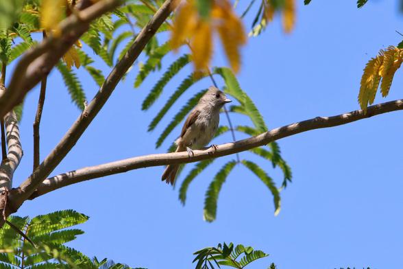 An oak titmouse — a small gray songbird — perches in a tree and looks around before taking a turn at a feeder.