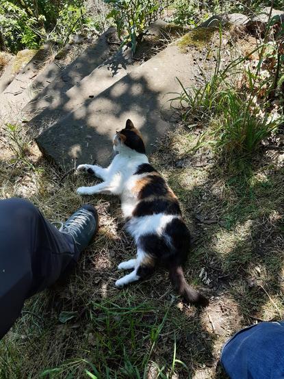 Eine bunt gescheckte Katze liegt auf grasbewachsenem Weg. Links davon ein Bein in Jeans mit Wanderschuh. In der rechten unteren Ecke ein Knie in einer blauen Jeans.