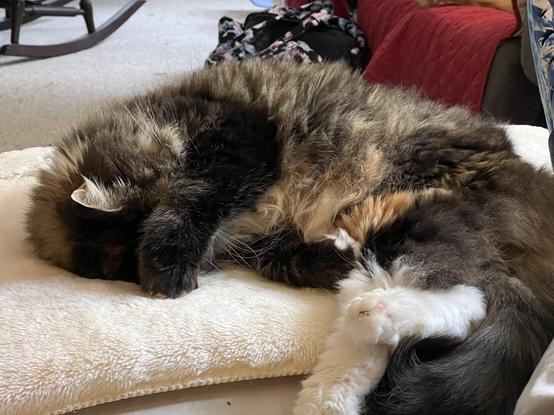 A floofy Torby cat asleep with a paw over her face.