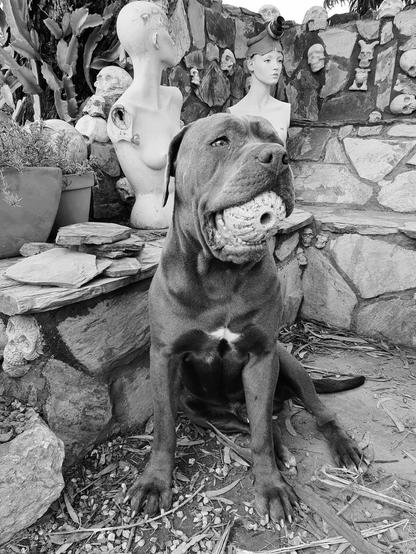 black n white photo of bandog mastiff / pitbull with ball in mouth