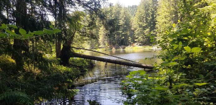 View of the lake from trailhead. A fallen tree spans across.