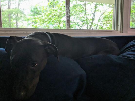 My medium sized black dog laying on top of a dark blue couch underneath a window