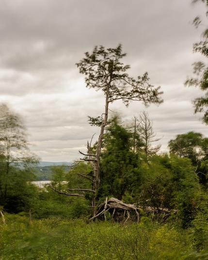 A beautiful tree near the Hudson River in a long exposure